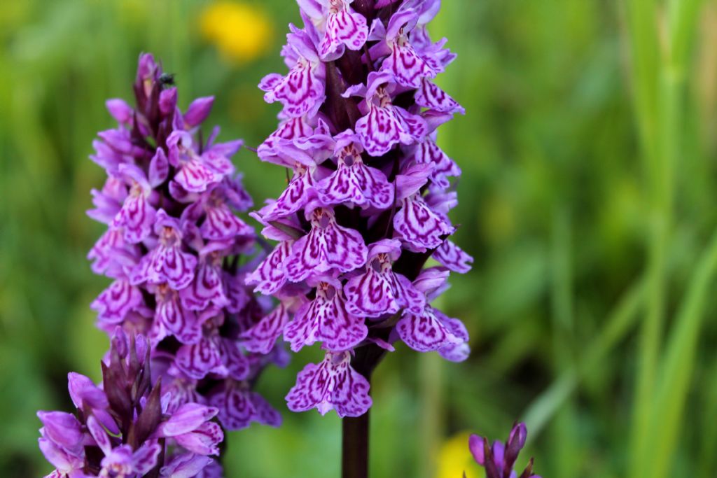 Dactylorhiza.....2